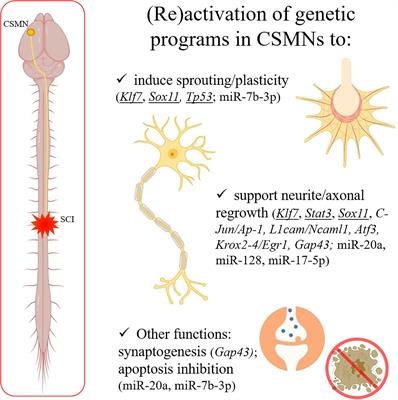 Genes and miRNAs as Hurdles and Promoters of Corticospinal Tract Regeneration in Spinal Cord Injury